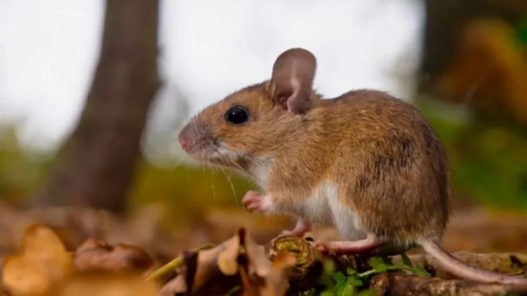 Dos mujeres infectadas con hantavirus murieron en Chaco y Río Negro