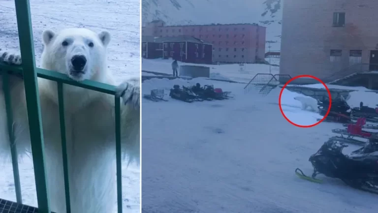 Un oso polar persigue a un hombre que intentó ahuyentarlo a tiros