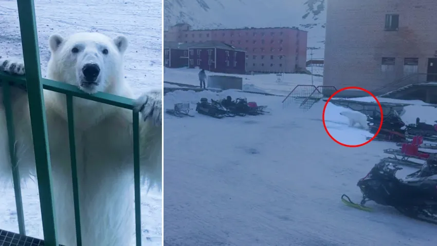 Un oso polar persigue a un hombre que intentó ahuyentarlo a tiros