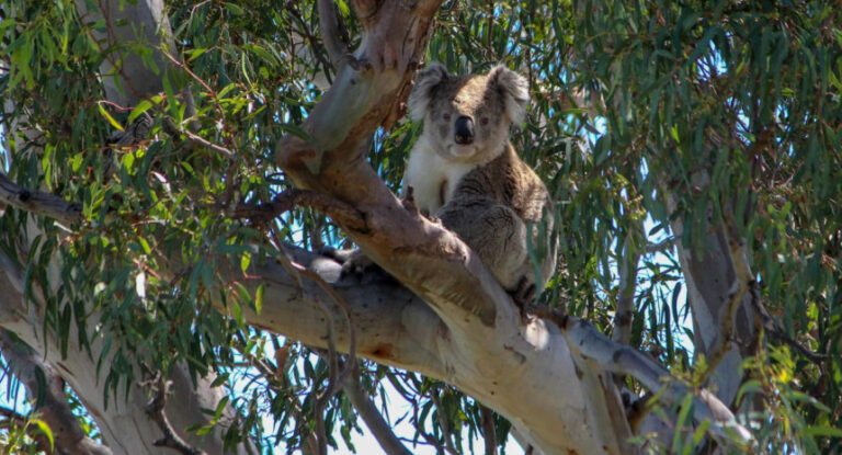 Australia: más de 700 koalas fueron «sacrificados» por francotiradores