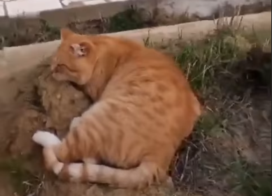 Murió la gatita rusa que esperó siete años a su dueño y se hizo viral