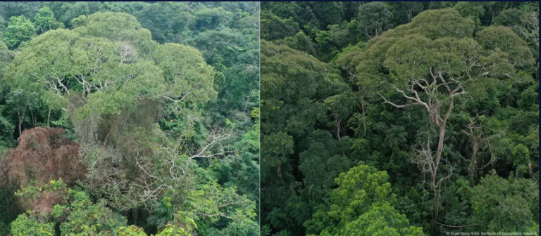 Descubren al Choibá, un árbol que «electrocuta» a vecinos para sobrevivir