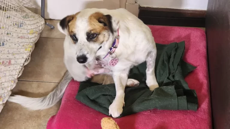 Atilio, el perrito que sobrevivió a un ataque brutal ahora busca una familia