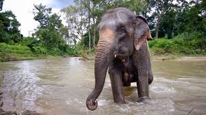 Tailandia: elefante atacó mortalmente a un cazador furtivo