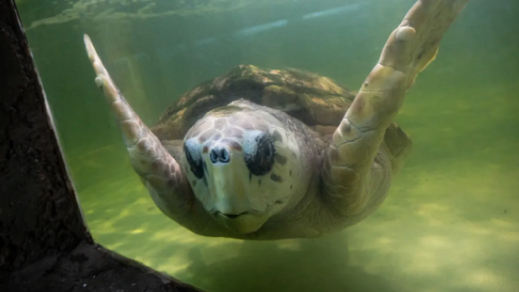 Tras el cierre del Aquarium Mar del Plata, se prepara la liberación del tortugo Jorge en mar abierto