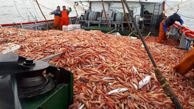 Las cámaras pesqueras advierten que no saldrán a la zafra de langostino sin certezas operativas y económicas