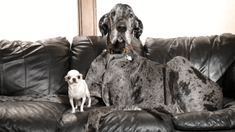 Frente a frente, se vieron el perro más grande y el can más pequeño