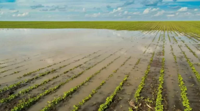 Oficializaron la emergencia agropecuaria en municipios bonaerenses afectados por las inundaciones