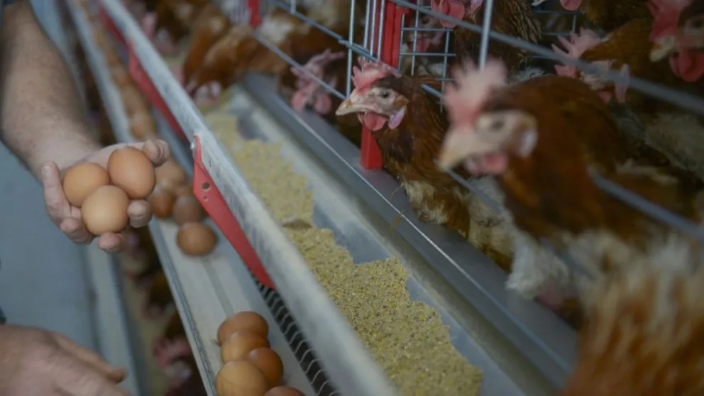 Para los productores avícolas, el pollo «ya no es una carne alternativa»