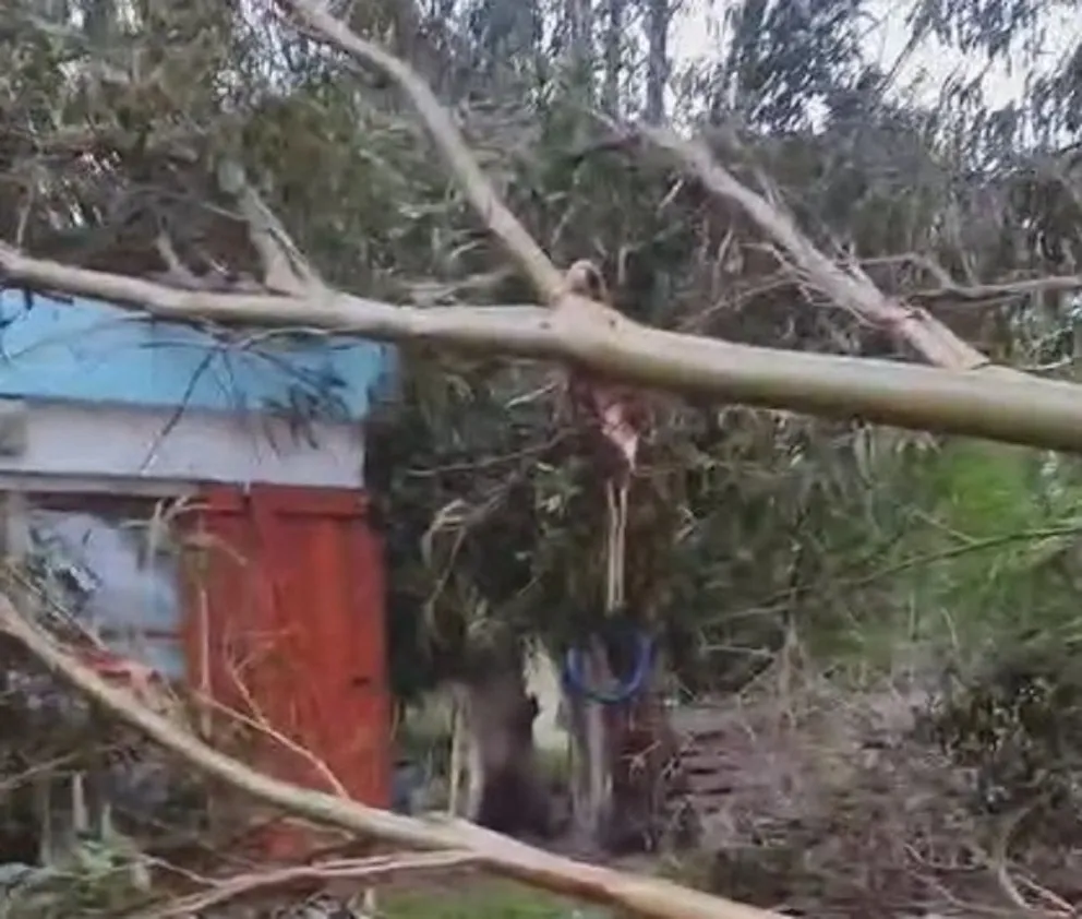Parte de un árbol cayó sobre el techo de un jardín de infantes